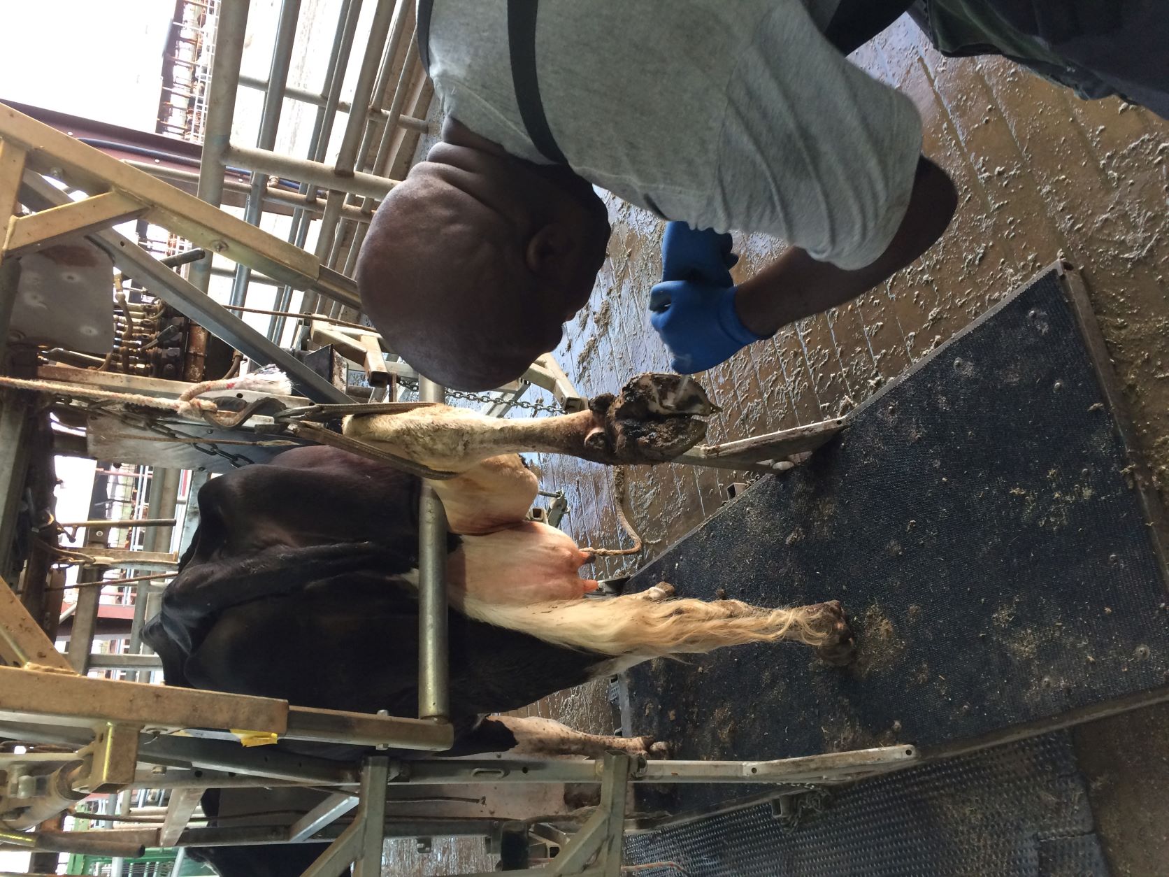 Person appraising cow hoof